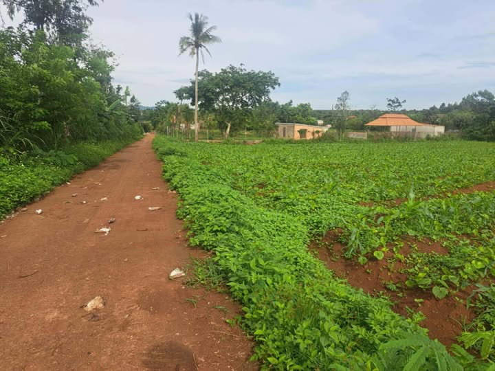 Đất nền Ea Bhốk, Cư Kuin, Đắk Lắk 3000m² - Cơ hội đầu tư tuyệt vời!