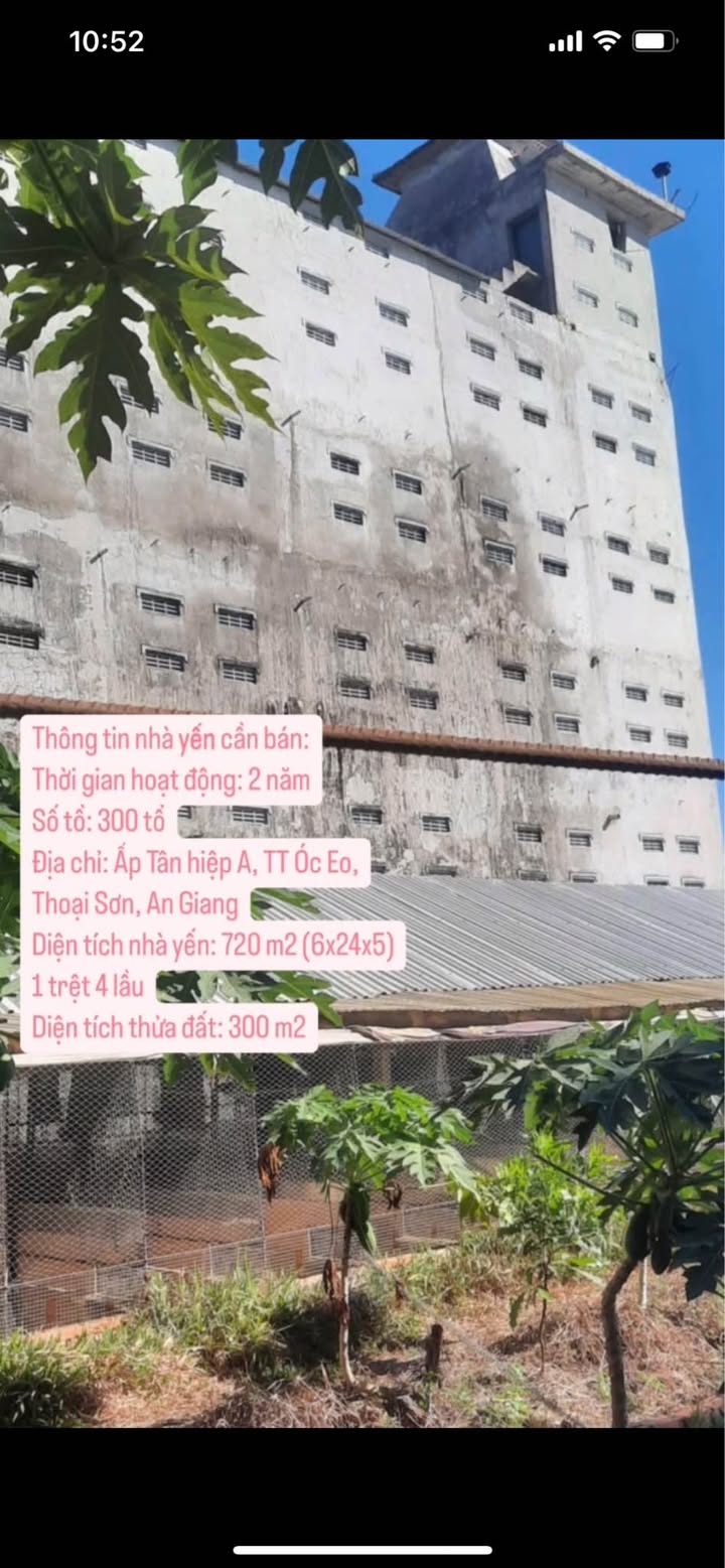 Nhà yến Thoại Sơn 300m² giá 3 tỷ - Đầu tư sinh lời ngay!