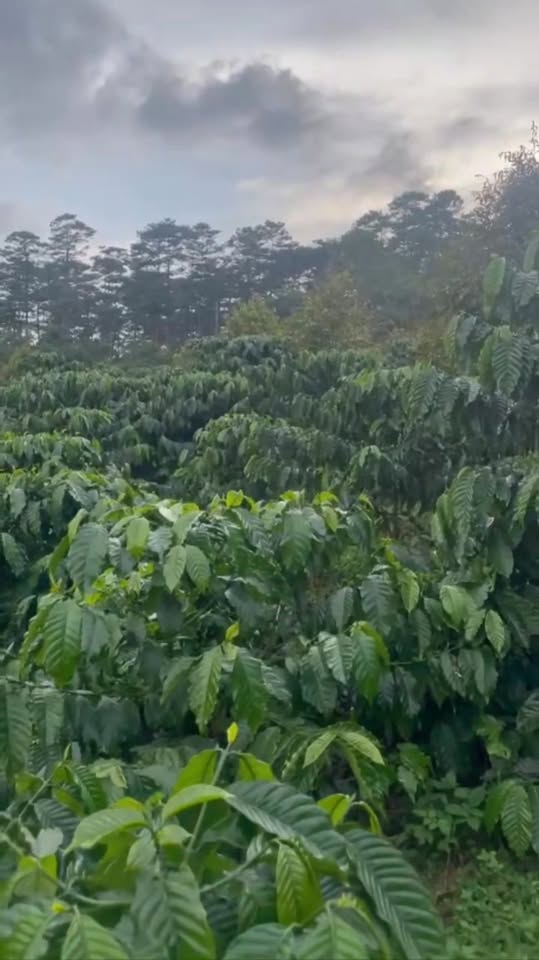 Farm 5ha tại Lộc Phú, Bảo Lâm - Giá chỉ 10.8 tỷ - Đầu tư sinh lời ngay!