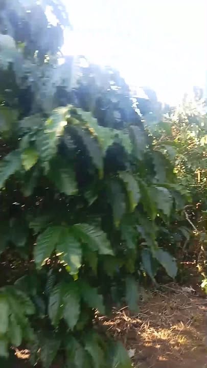 Đất nền Lộc Thắng Bảo Lâm 1080m² giá 1.8 tỷ - Tiện ích xung quanh hấp dẫn!