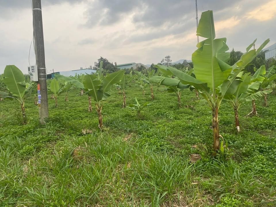 Đất nền Bảo Lâm 1500m² giá 19.5 tỷ - Vị trí đẹp, gần trường học