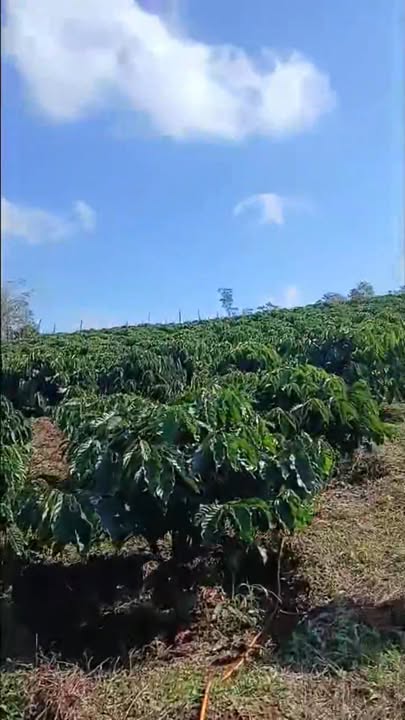 Đất nông nghiệp Nhân Đạo Đắk R'Lấp 230.000m² giá 1,5 tỷ - Đường ô tô vào tận nơi!