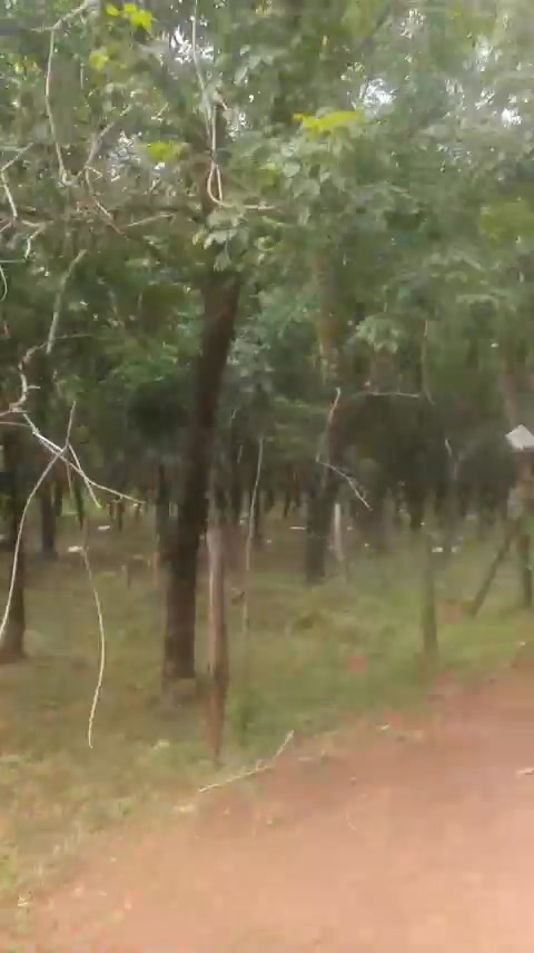 Đất Farm 3ha Lộc Hòa Bình Phước - Sổ xanh, mặt tiền đường nhựa, giá thỏa thuận!