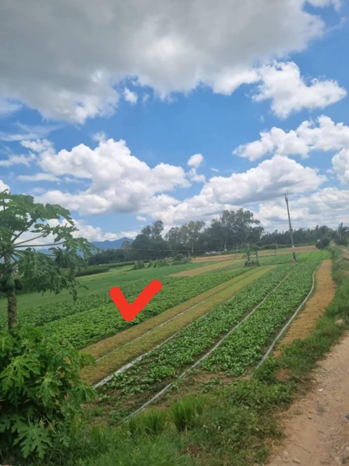 Đất mặt tiền đường Nguyễn Thiếp, Phú Phong 1000m² giá tốt - Sổ Hồng chính chủ!