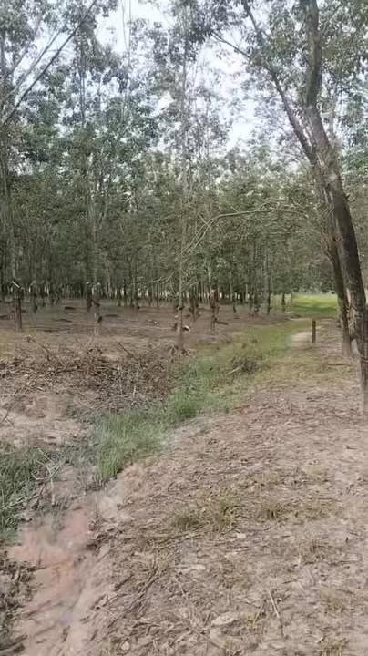 Đất nền Tân Biên 10.000m² giá 1 tỷ - Sổ đỏ chính chủ, cơ hội đầu tư sinh lời!