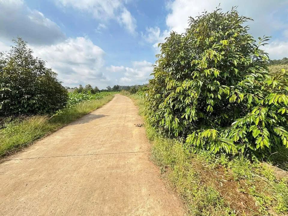 Đất nông nghiệp 1000m² tại Phú Vinh, Định Quán chỉ 680 triệu - Sổ đỏ riêng