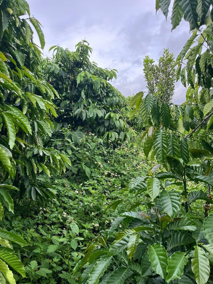 Đất đẹp 1.86ha tại Tân Hà, Lâm Hà giá chỉ 3.7 tỷ - Cơ hội đầu tư hấp dẫn!