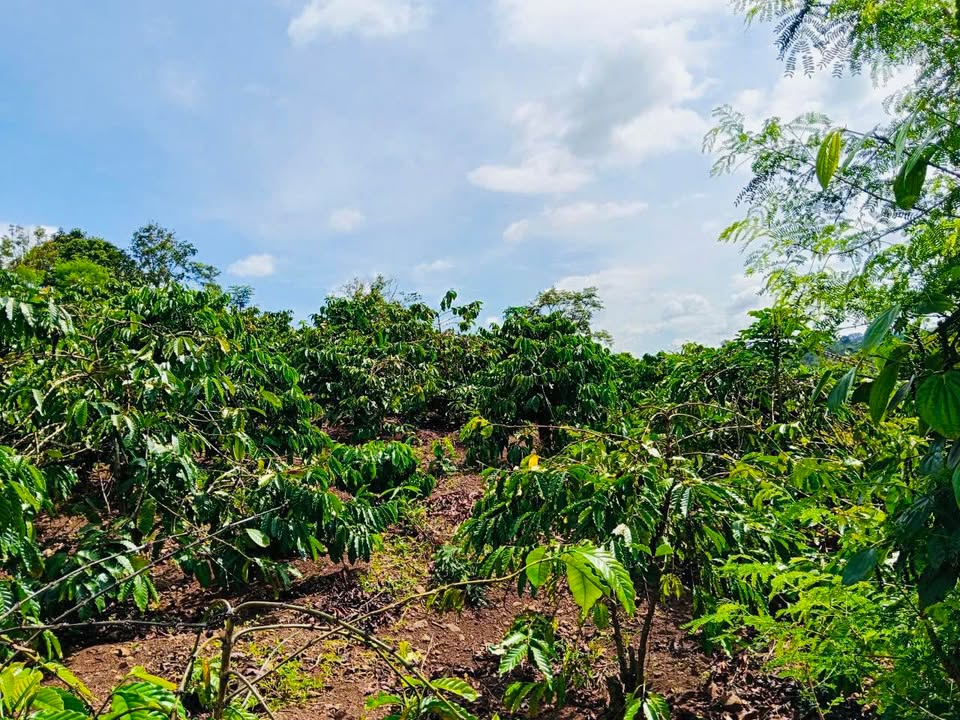 Bán đất cà phê Quảng Tiến, Cư M'gar, Đắk Lắk 3574m² - Đầu tư sinh lời ổn định!