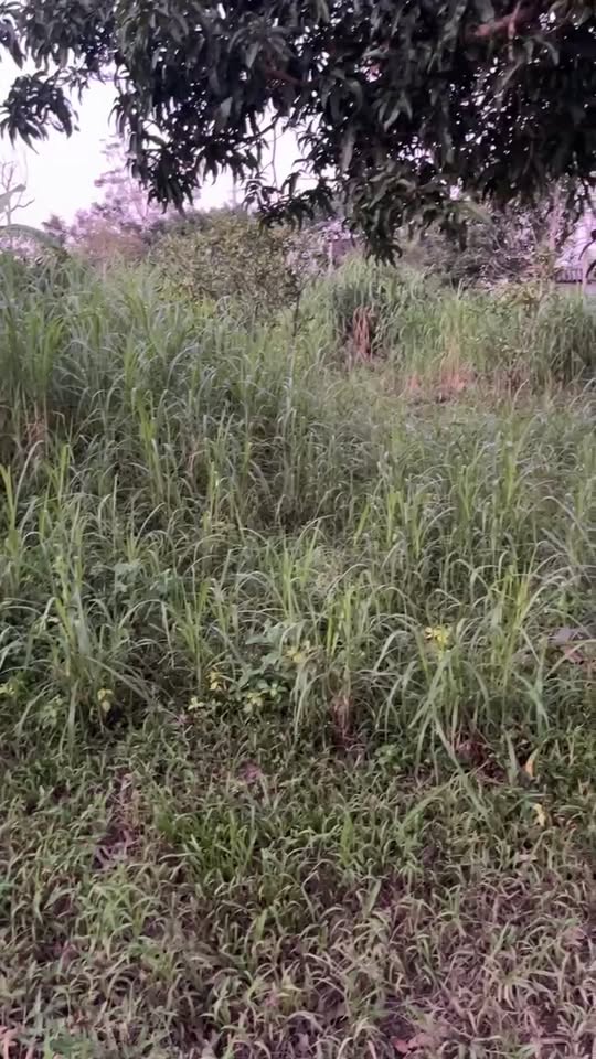 Đất nền tại ngõ 8 Tân Trà, Hương Đô, Hương Khê - Diện tích 392m², giá thỏa thuận hấp dẫn!