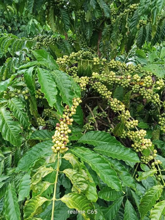 Đất thổ cư 400m² Quốc lộ 26, Krông Pắc - Giá chỉ 2 tỷ VND, đầu tư sinh lời!