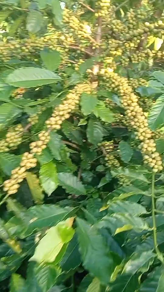 Đất thổ cư Dliêya 280m² giá 150 triệu/m - Mặt tiền đẹp, tiện ích gần trường học!