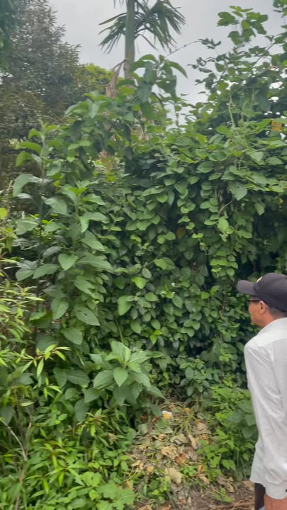 Đất nền xã Phú Lộc, huyện Krông Năng 138m² chỉ 1.104 tỷ - Cơ hội đầu tư hiếm có!