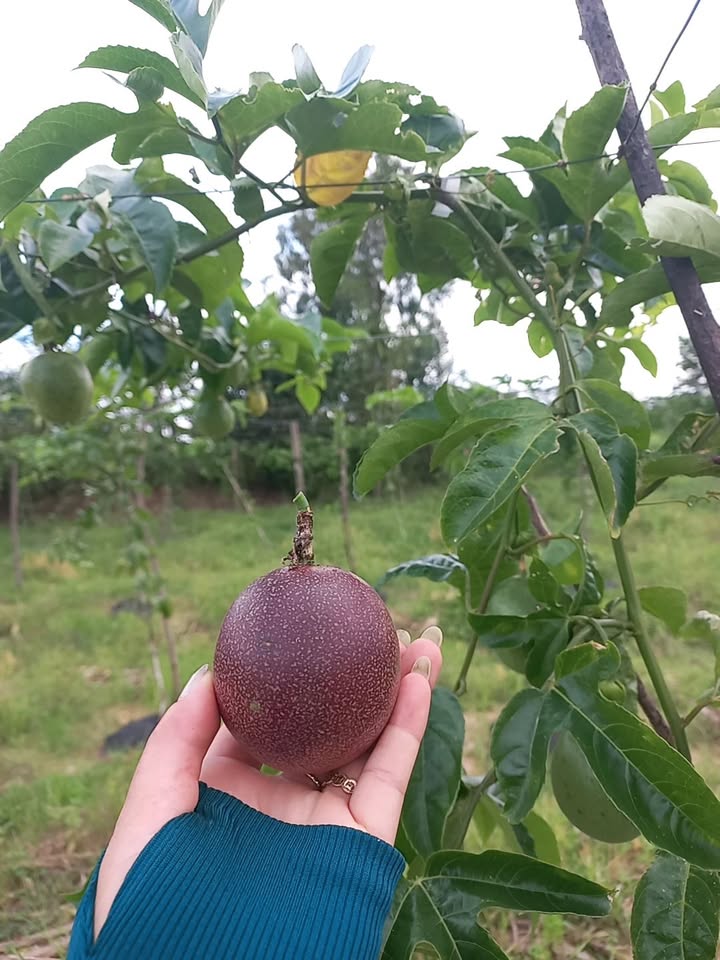 Đất nền thôn 4, phường Ea Ô, 455m² giá 4.745 tỷ - Vị trí đắc địa gần trung tâm!