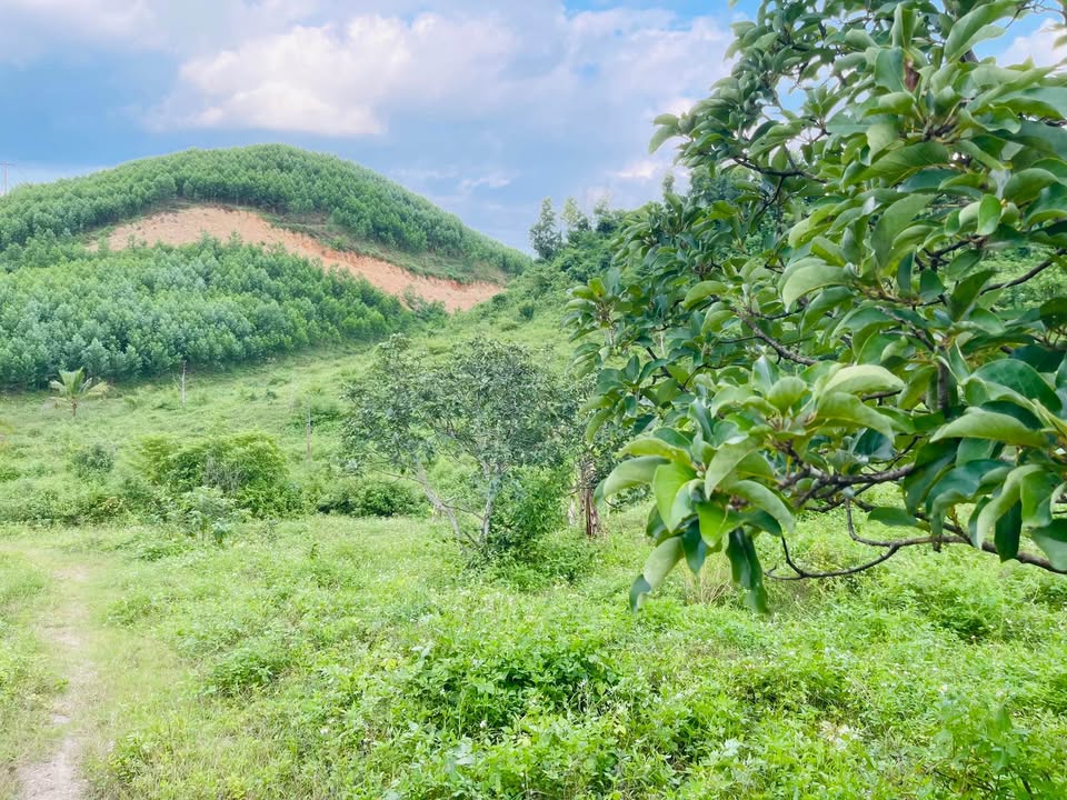 Farm Diên Thọ 63.434m² giá 1 tỷ - Đầu tư sinh lời với cây ăn trái