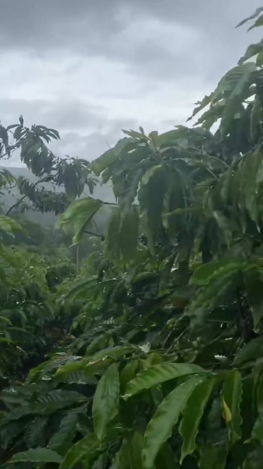 Farm 3.1ha tại Ea Sin, Krông Búk giá 6.5 tỷ - Đầu tư sinh lời bền vững!