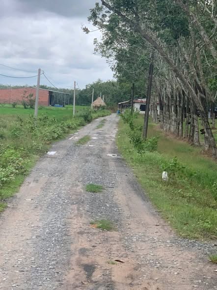 Đất cao su 20.000m² Hòa Thạnh, Châu Thành - Đầu tư sinh lời chỉ 1.2 tỷ!