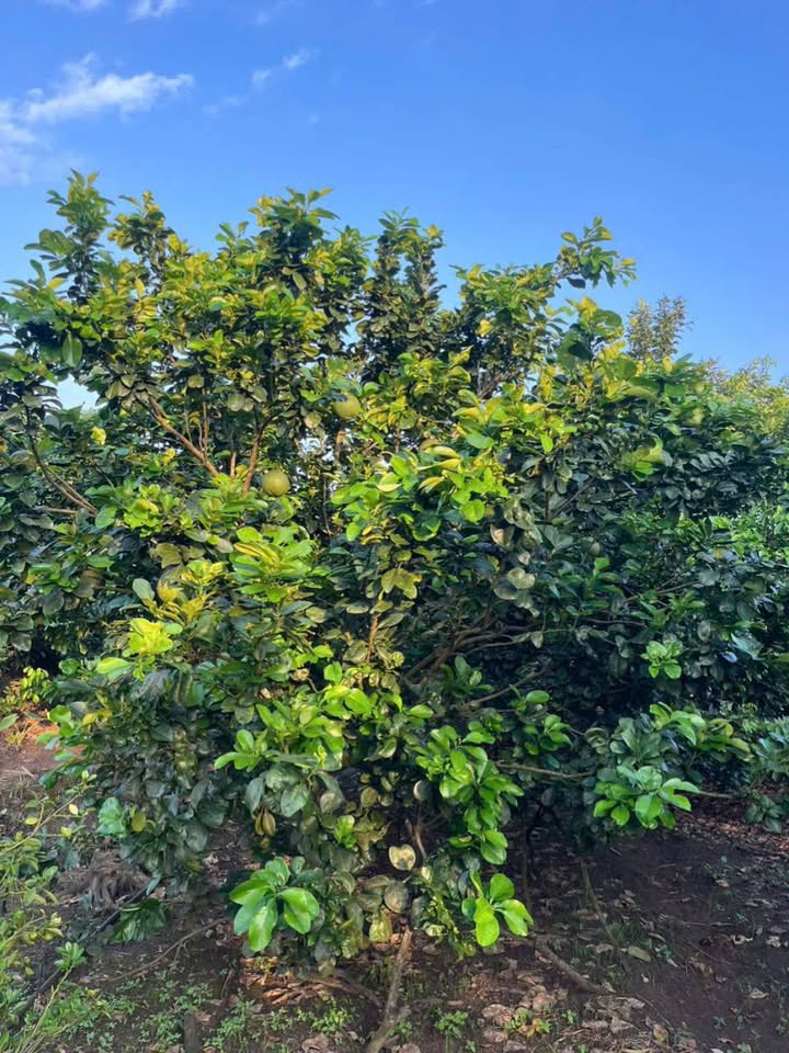 Đất vườn Hưng Thịnh Trảng Bom 5194m² giá 680 triệu - Mặt tiền hiện hữu, sổ đỏ chính chủ!