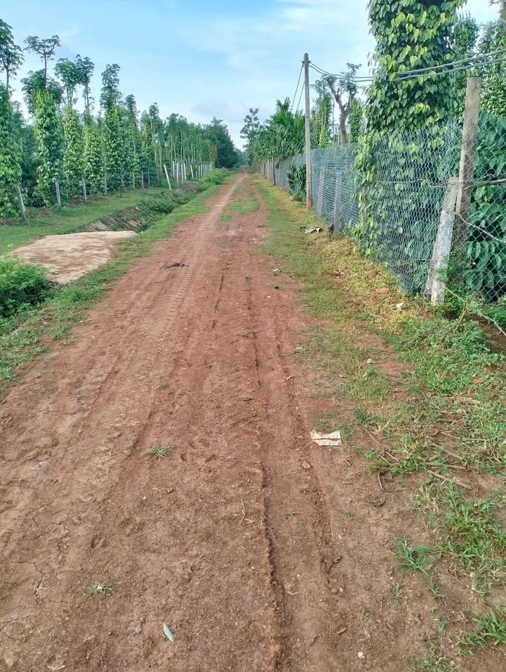 Đất nền 5.5 sào tại xã Ea Tiêu, huyện Cư Kuin chỉ 649 triệu - Cơ hội đầu tư sinh lời!