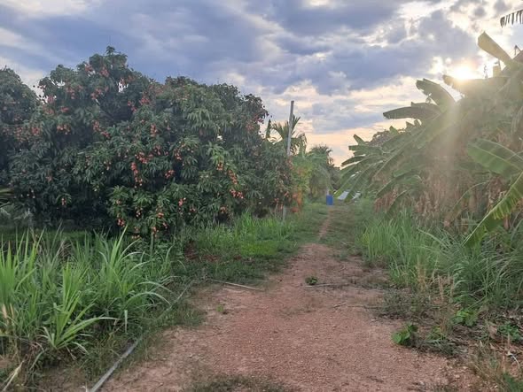 Đất nền Ea Nuôi Buôn Đôn 510m² giá 380 triệu - Pháp lý sổ riêng, đầu tư sinh lời!