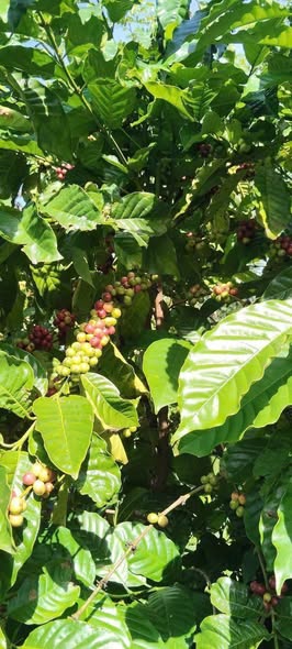 Đất sào Hòa Khánh 2700m² giá 1.35 tỷ - Cơ hội đầu tư sinh lời!