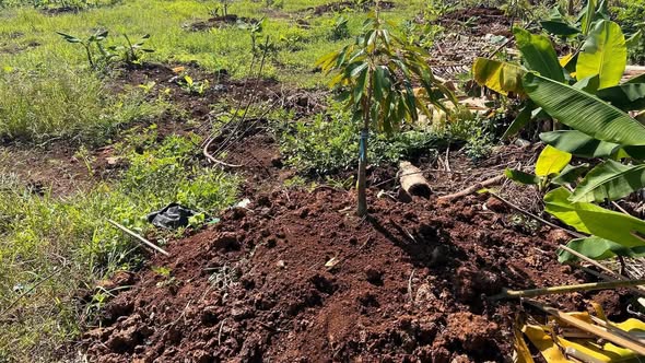 Đất trồng sầu riêng Thái xã Phú Hòa, Đồng Nai 1600m² - Giá chỉ 576 triệu sở hữu ngay!