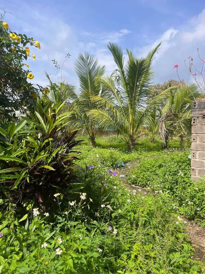 Đất thổ cư 400m² tại Đức Minh, Đắk Mil - Giá 2.5 tỷ, thương lượng nhẹ!