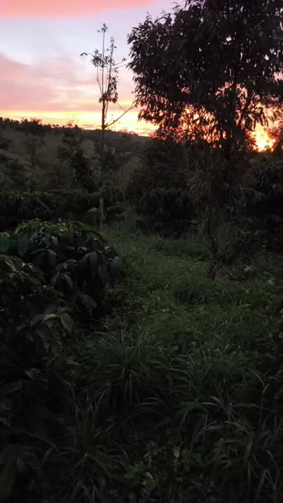 Đất thổ cư 14000m² thôn 7 Đắk Búk So giá 2.4 tỷ - Tiềm năng đầu tư lớn!