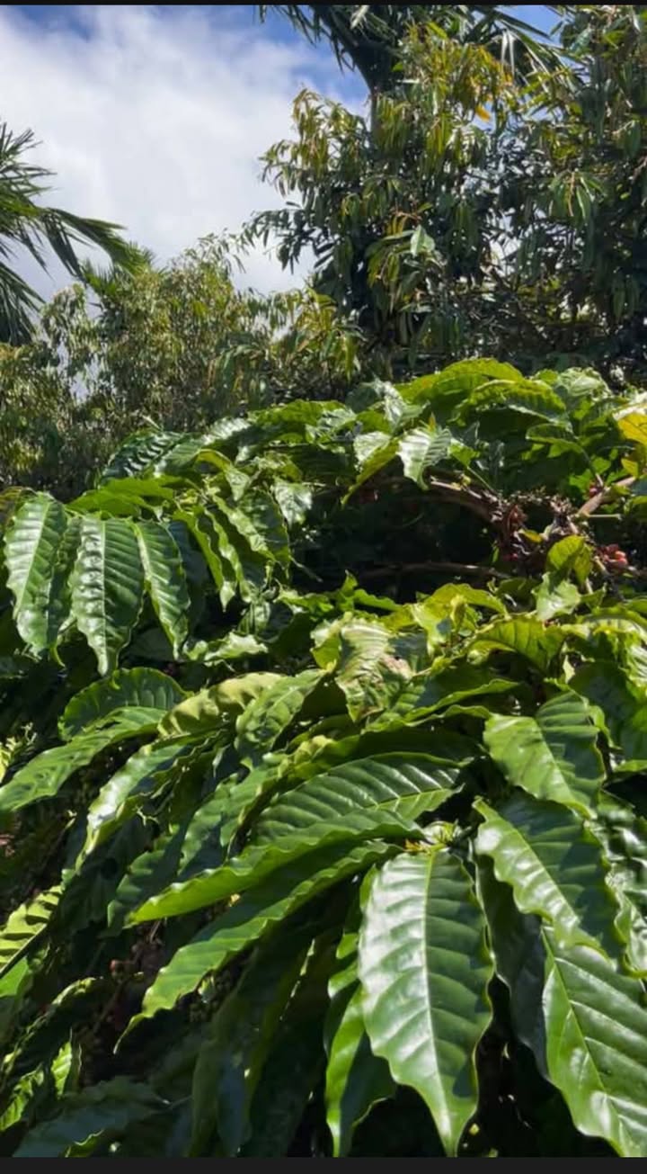 Đất sào Cuôr Đăng 10,800m² giá 3 tỷ - Cơ hội đầu tư sinh lời!