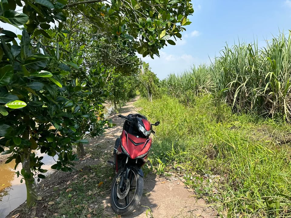 Đất vườn 500m² Bình Đức, Bến Lức giá 359 triệu - Cơ hội đầu tư tuyệt vời!