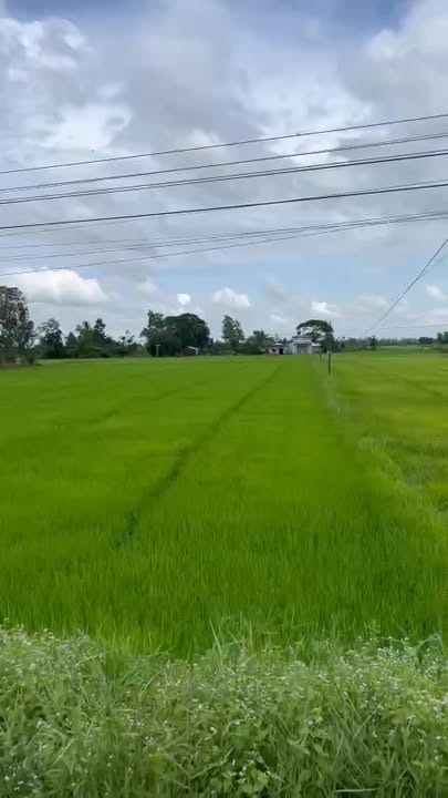 Đất ruộng mặt tiền nhựa Tân Hiệp, Trà Cú 4000m² giá 720 triệu - Cơ hội đầu tư hấp dẫn!