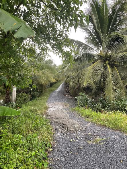 Đất lúa 1978m² tại ấp Thạnh Thới, Gò Công Tây - Giá chỉ 750 triệu!