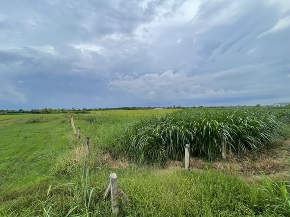 Đất nông nghiệp 1280m² có 300m² đất ở tại Gò Công Tây - Cơ hội đầu tư hấp dẫn!