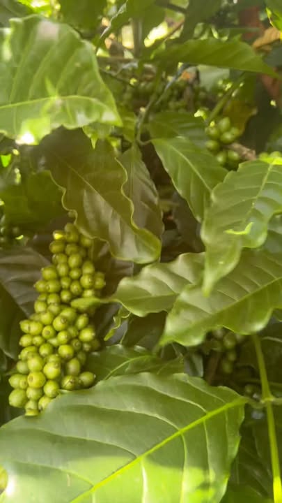 Đất nông nghiệp 8.000m² tại Đắk Nông - Giá 1.55 tỷ, nguồn thu ổn định!