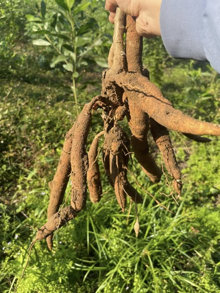 Đất rừng Khu Trới 9 - Hoành Bồ 3ha giá 900 triệu - Đường ô tô vào tận nơi!