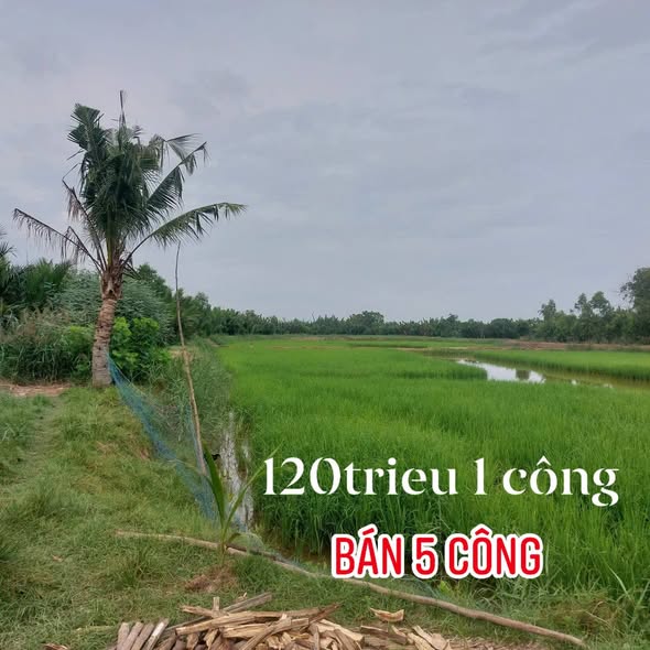Đất nông nghiệp An Điền 5000m² giá 600 triệu - Vị trí đắc địa bên sông