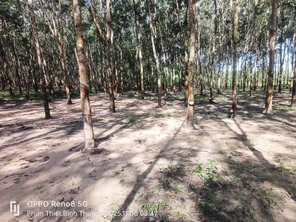 Farm 1ha tại xã Vũ Hòa, huyện Đức Linh - Giá 1.3 tỷ, pháp lý rõ ràng!