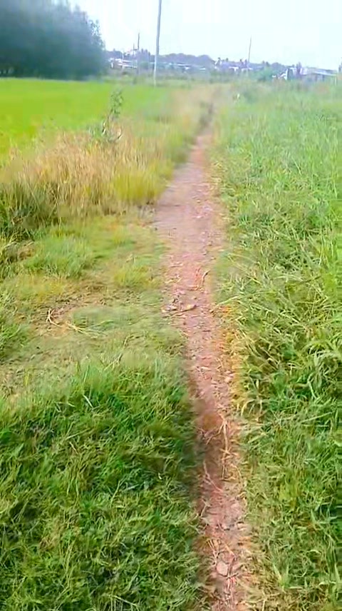 Đất Trồng Dừa 3400m² Thôn 3, Hàm Đức - Giá Chỉ 680 Triệu!