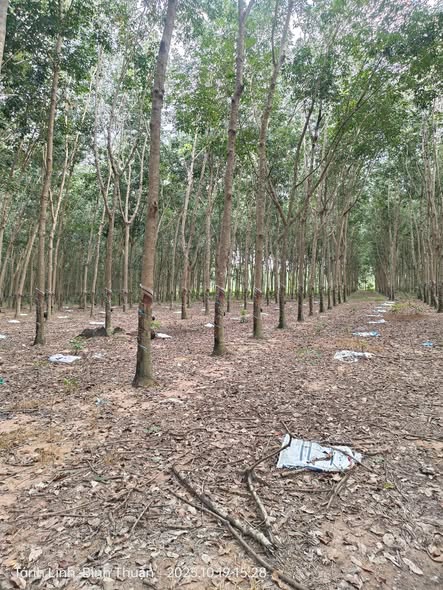 Đất cao su 1.1ha xã Vũ Hòa giá 1.4 tỷ - Sổ đỏ chính chủ!