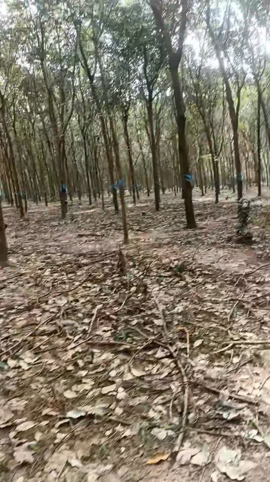Đất cao su 1.6ha tại xã Vũ Hòa, Đức Linh - Sổ đỏ chính chủ, giá thỏa thuận!