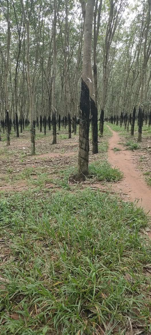 Đất nông nghiệp 2ha2 Vũ Hòa, Đức Linh chỉ 1.8 tỷ - Sổ đỏ chính chủ!