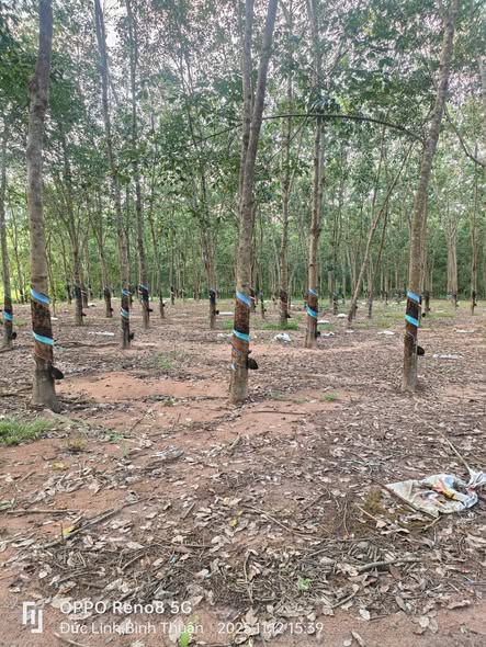 Farm 5ha1 Cao Su Đang Thu Hoạch tại Xã Vũ Hòa, Đức Linh - Sổ Đỏ Chính Chủ, Giá 3.683 Tỷ!
