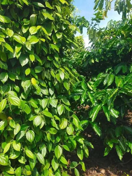 Farm đất Ea Sol, Đắk Lắk 18500m² giá chỉ 4.1 tỷ - Cơ hội đầu tư hấp dẫn!