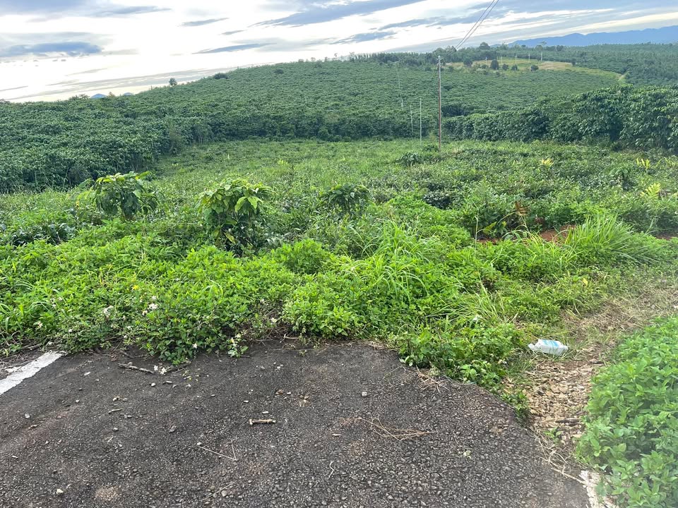 Đất thổ cư Lộc Quảng Bảo Lâm 23.000m² giá 1.4 tỷ - Chính chủ bán gấp!