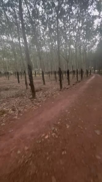 Farm 68.600m² tại Bình Mỹ, Tân Uyên giá chỉ 10 tỷ - Đầu tư sinh lời ngay!