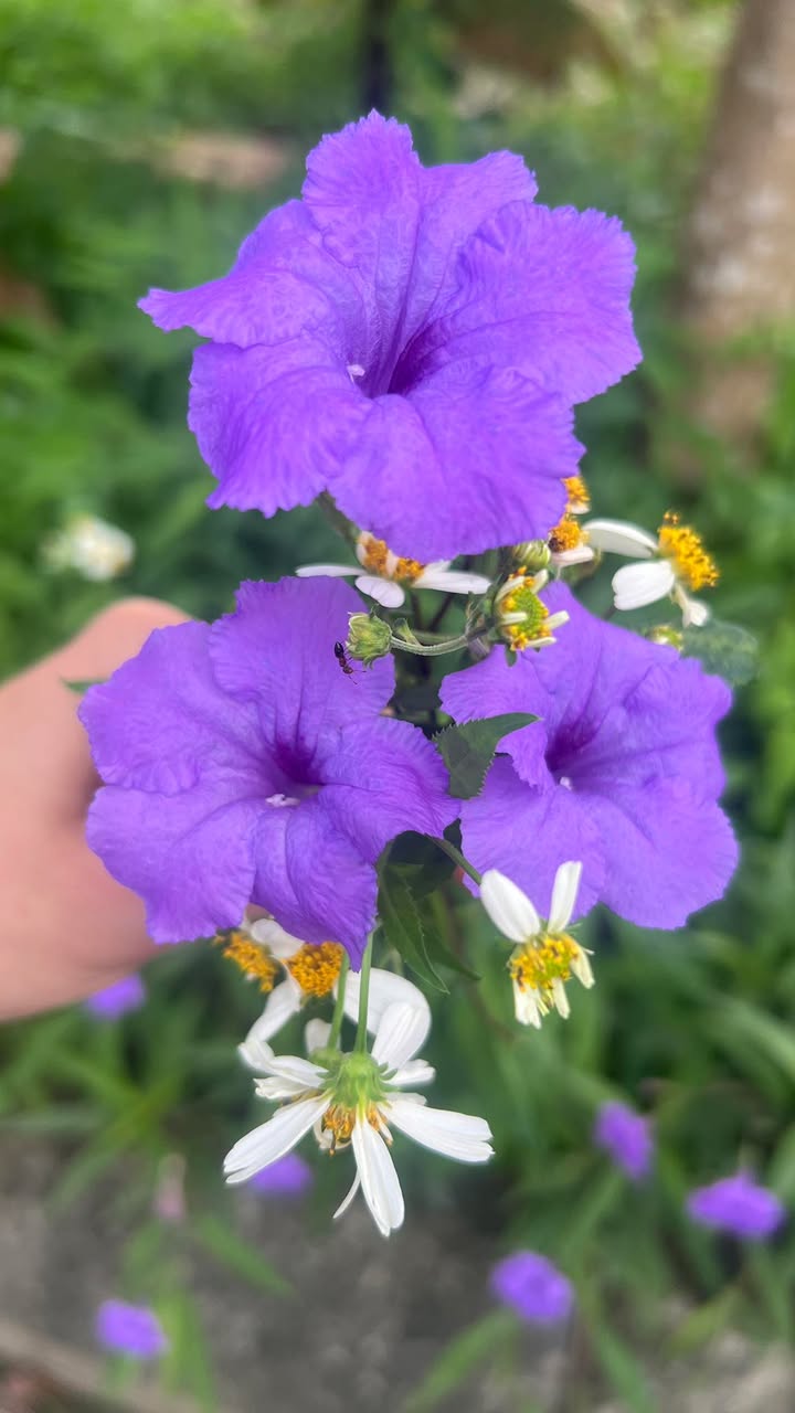 Đất nền 100m² Quốc lộ 6 Chương Mỹ giá chỉ 1,7 tỷ - Cơ hội đầu tư sinh lời!