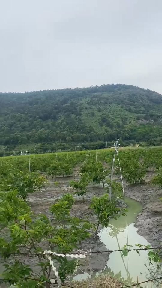 Đất thổ cư Thạnh Lợi, Tân Châu 340m² giá 1.4 tỷ - Sổ đỏ chính chủ, nở hậu