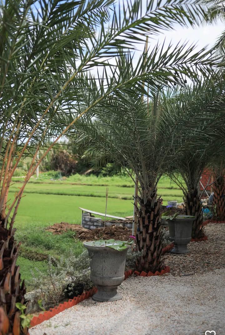 Đất Cẩm Châu Hội An 71m² giá 2 tỷ - Đầu tư sinh lời tuyệt vời!