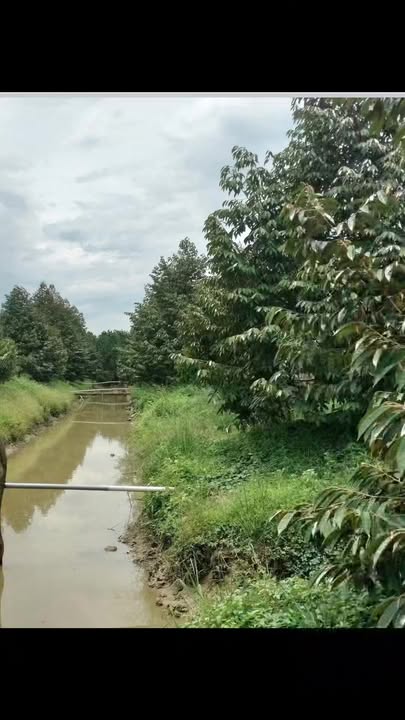 Đất Sầu Riêng 28.000m² Xã Mỹ Quí Đồng Tháp - Đầu Tư Siêu Lợi Nhuận!