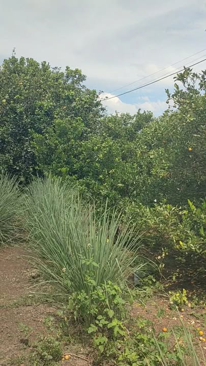 Đất vườn 5.1 sào tại Hưng Thịnh, Trảng Bom - Giá chỉ 1.088 tỷ, cơ hội đầu tư hấp dẫn!