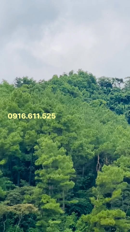 Đất nghỉ dưỡng Khe Sanh 1797m² giá chỉ 1 tỷ - Không gian xanh lý tưởng!